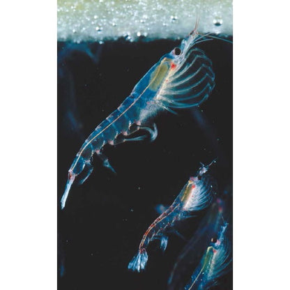オメガ3クリル-エス：60錠入